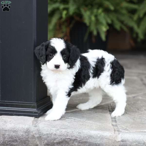 Demi (F1 B), Cavapoo Puppy